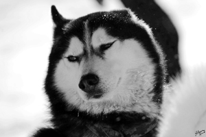 Trappeurs et mushers